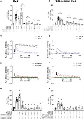 Revisiting the Idea That Amyloid-β Peptide Acts as an Agonist for P2X7